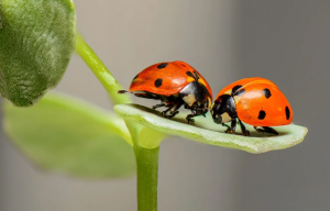 macro photography